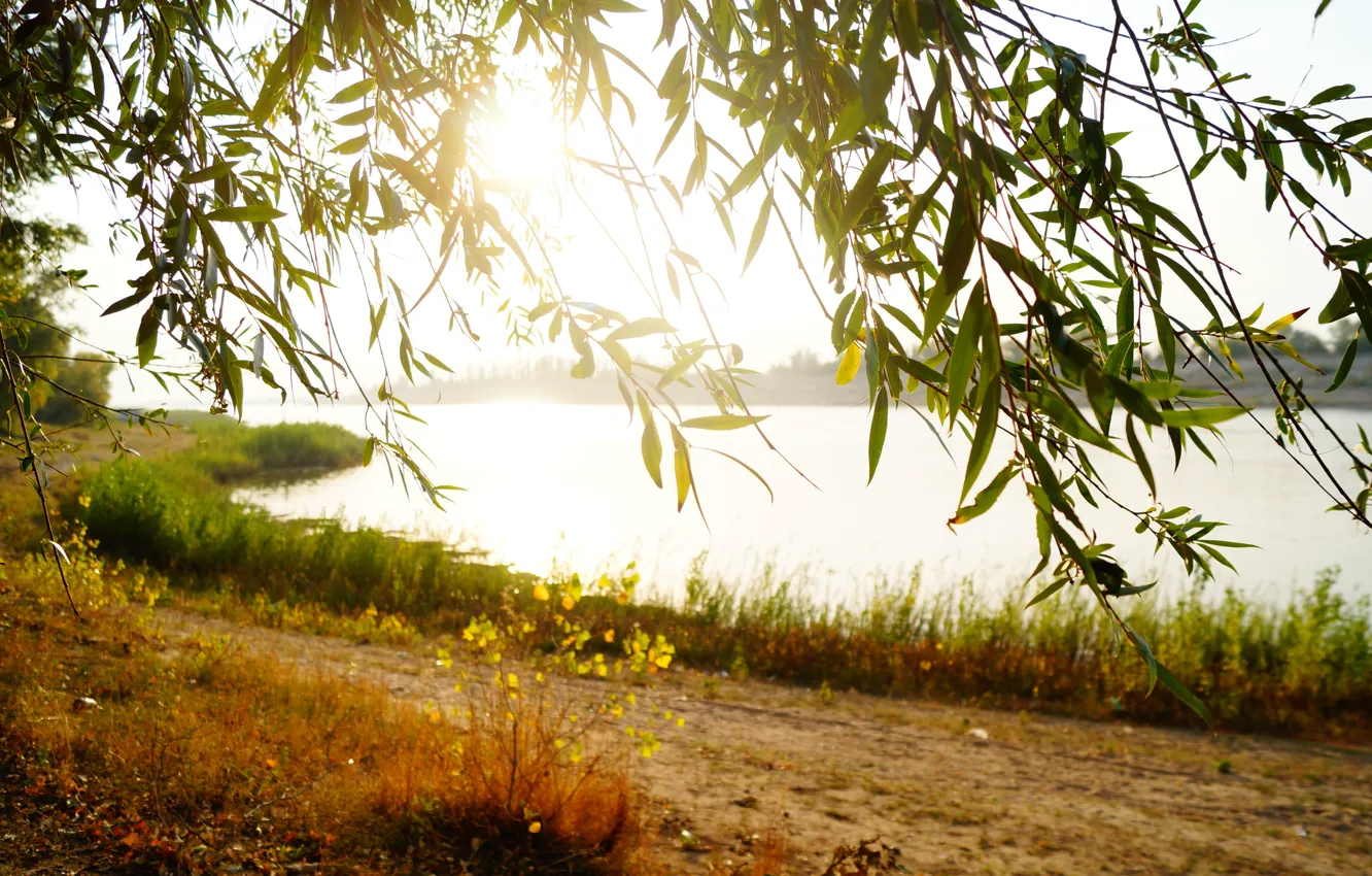 Photo wallpaper sand, beach, grass, water, the sun, macro, nature, Rosa