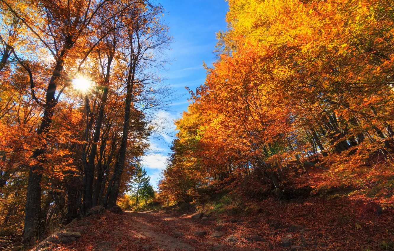 Photo wallpaper autumn, forest, trees, Bulgaria, Bulgaria, Plovdiv, Borovo, Borovo