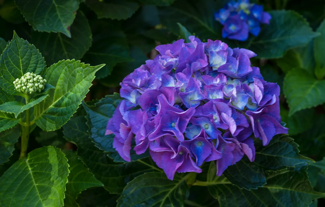 Photo wallpaper macro, hydrangea, purple
