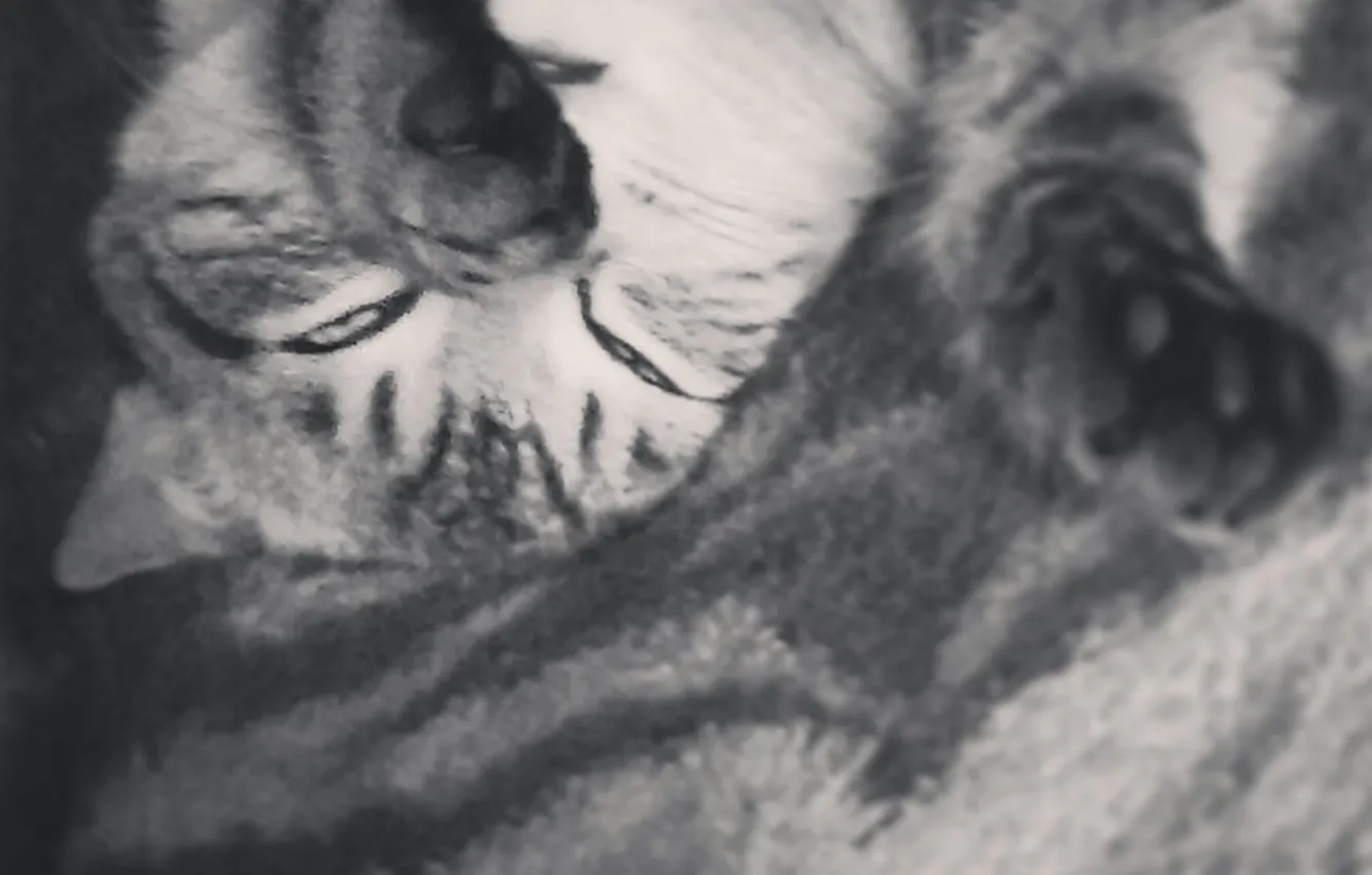 Photo wallpaper cat, face, paws, sleeping, lies, krasava, Kote, Closes