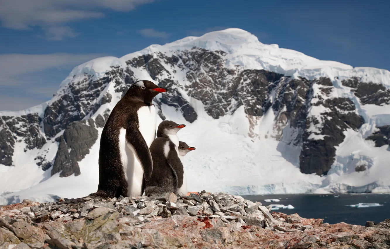 Photo wallpaper Penguins, mountains, cold