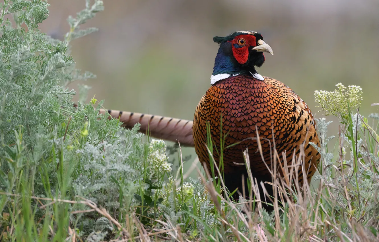 Photo wallpaper grass, bird, pheasant