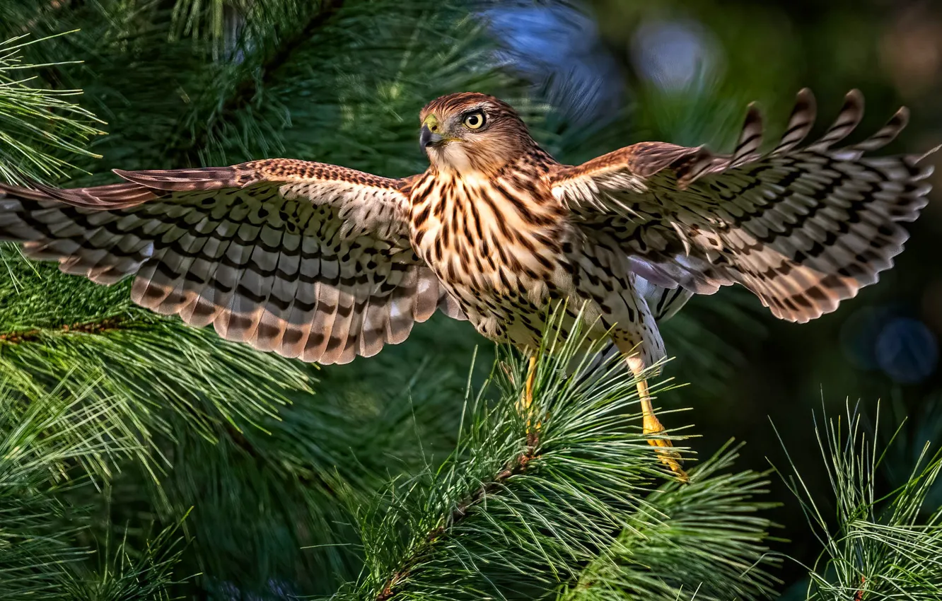 Photo wallpaper branches, bird, Falcon, needles, bokeh, wingspan