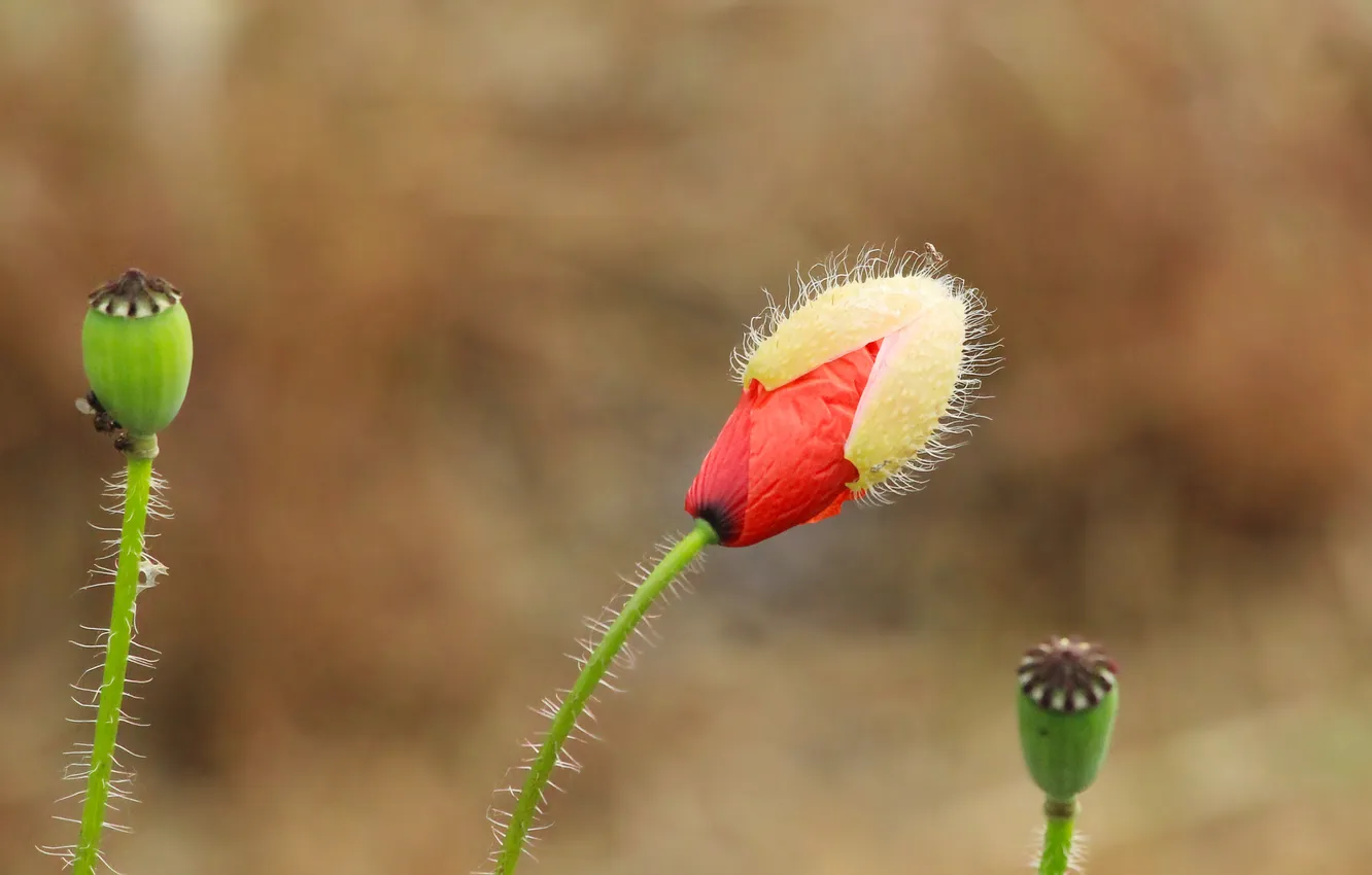 Photo wallpaper red, flower, poppy