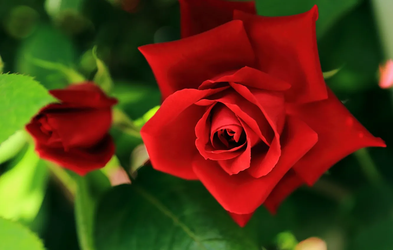 Photo wallpaper macro, roses, buds