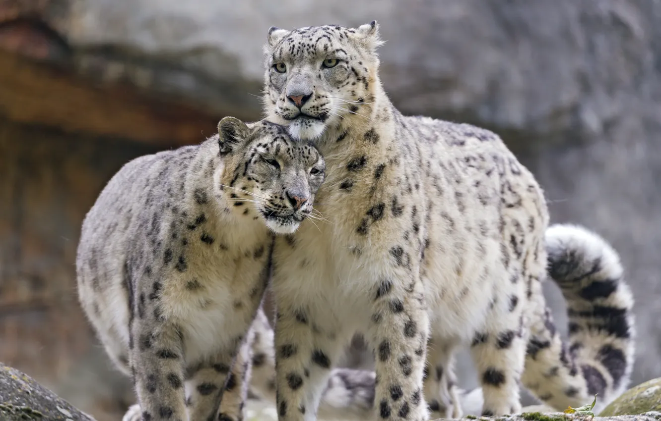 Photo wallpaper cat, pair, IRBIS, snow leopard, ©Tambako The Jaguar