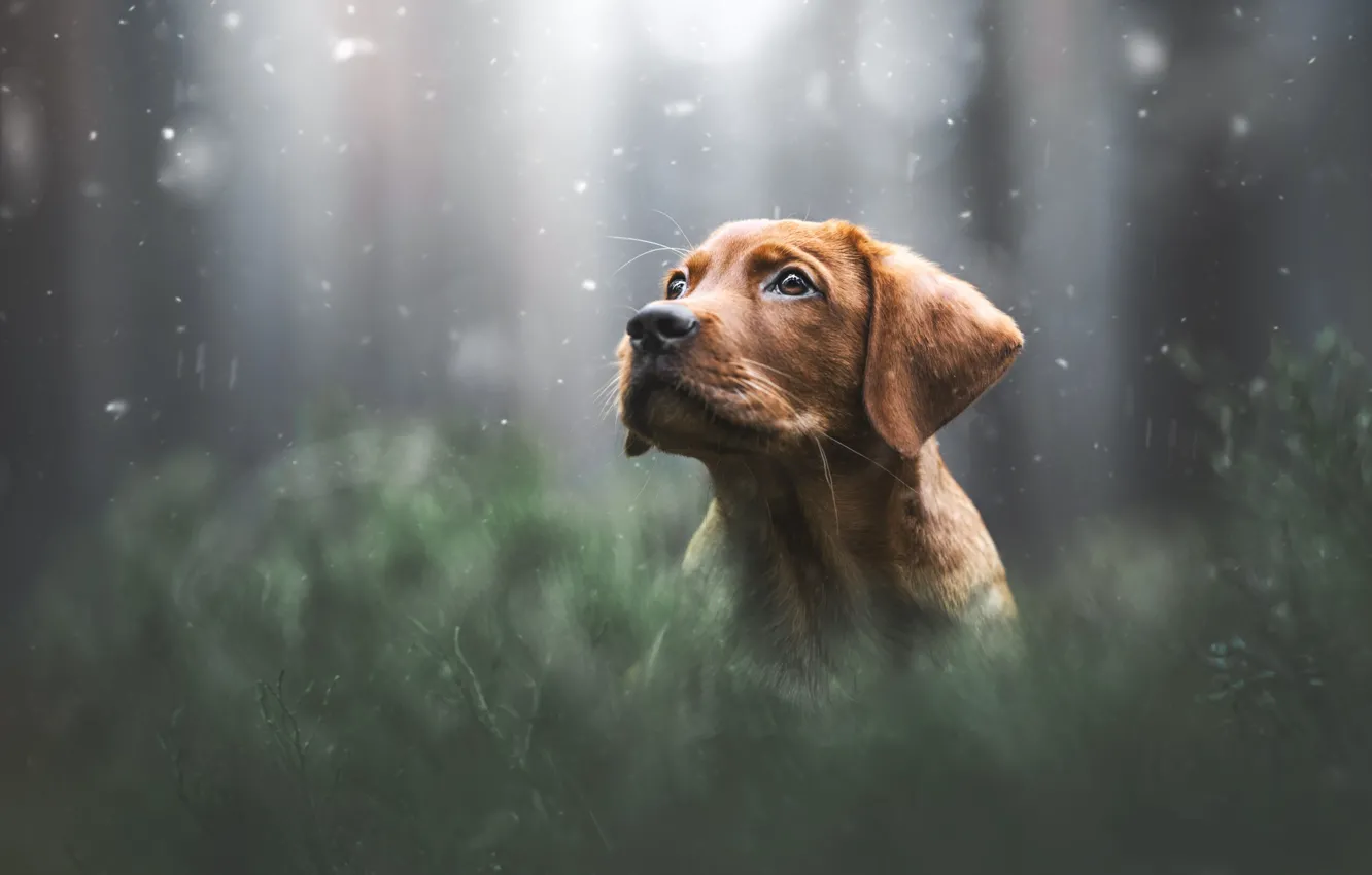 Photo wallpaper forest, look, glade, portrait, dog, puppy, face, bokeh
