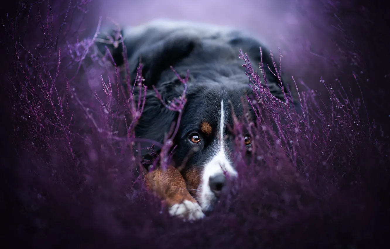 Photo wallpaper look, branches, nature, pose, black, portrait, dog, paws