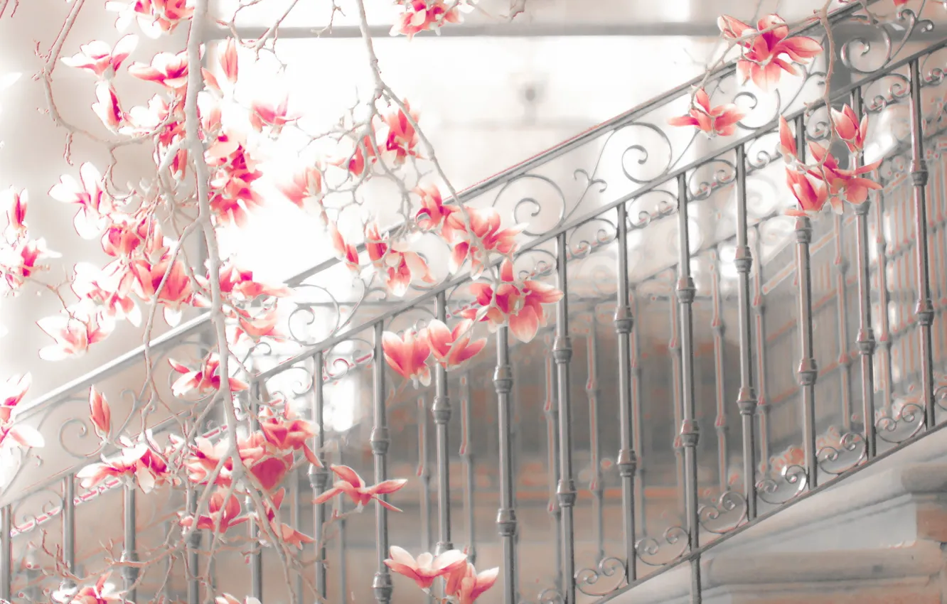 Photo wallpaper Trailing Down, steps, magnolia
