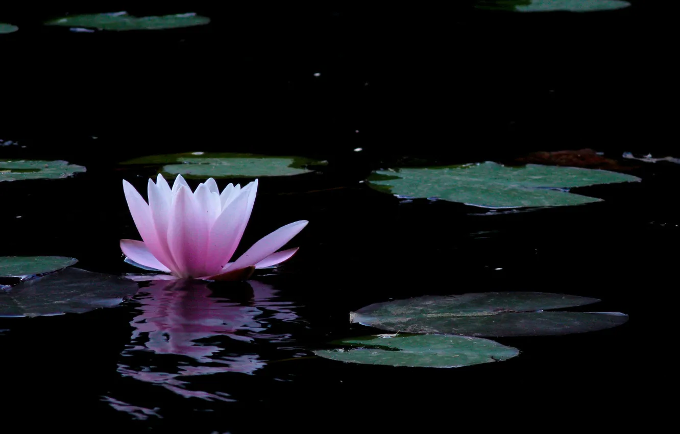 Photo wallpaper nature, water, flowers, leaves, Water lily