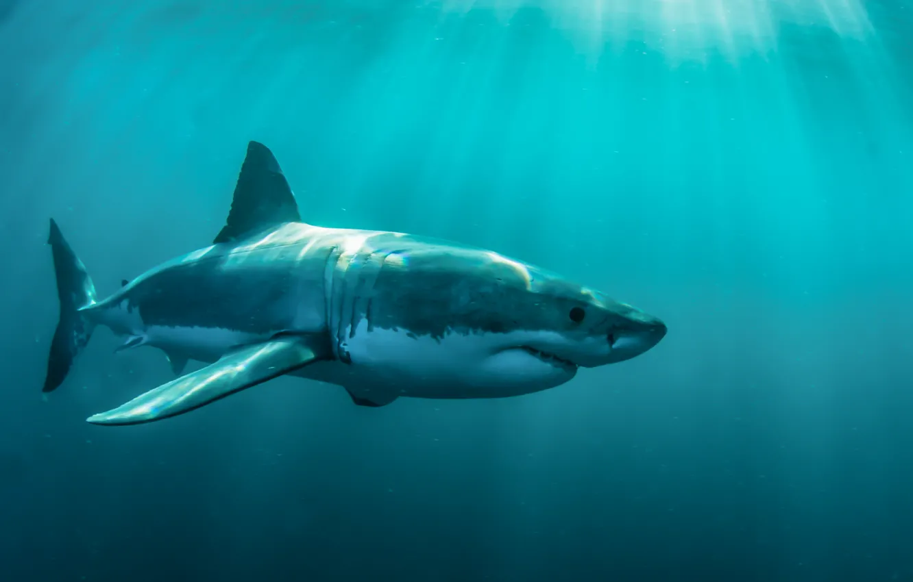 Photo wallpaper ocean, predator, body, white shark