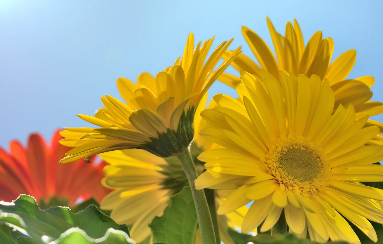 Photo wallpaper macro, yellow, gerbera