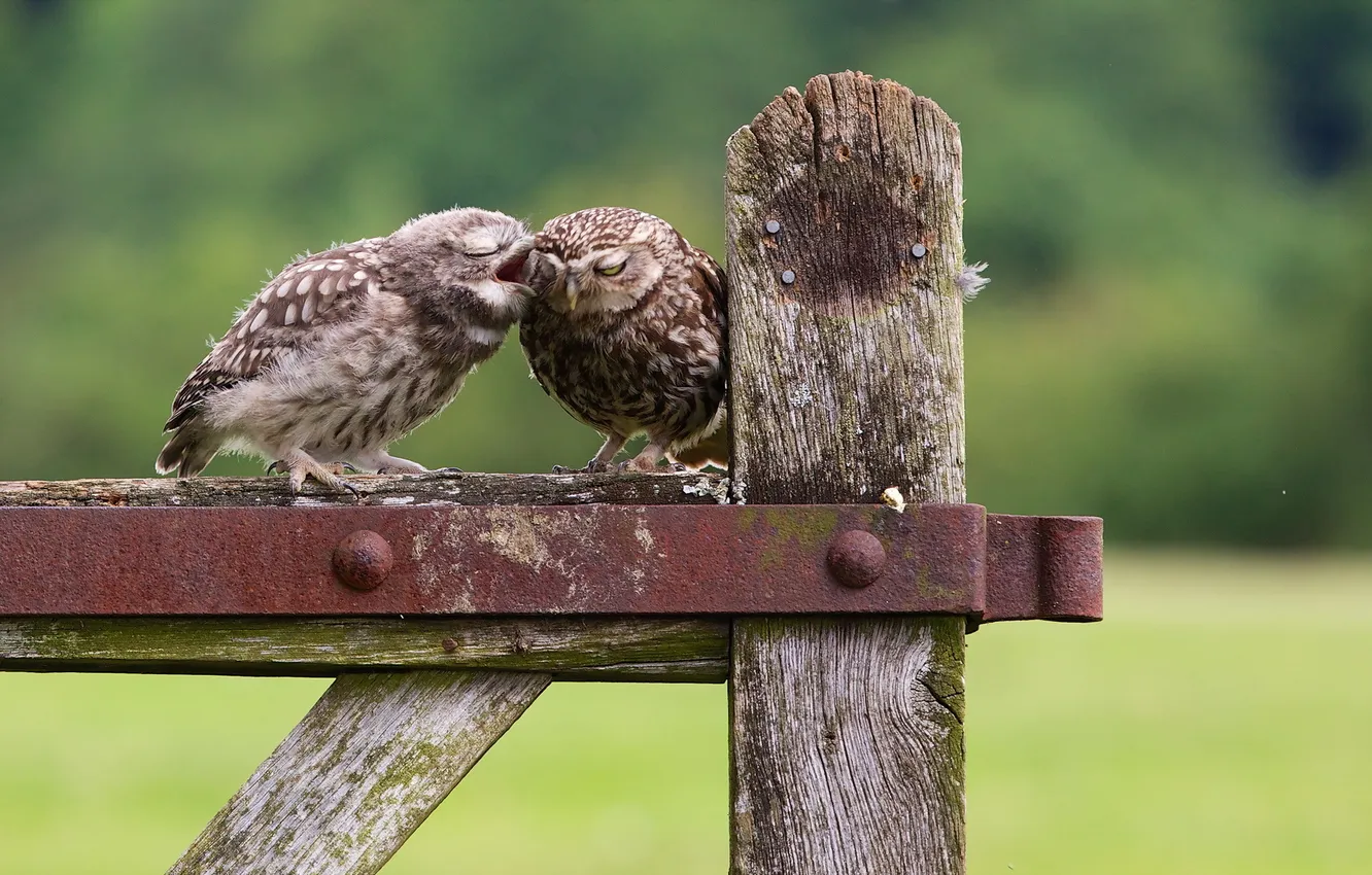 Photo wallpaper nature, owl, bird, the conversation