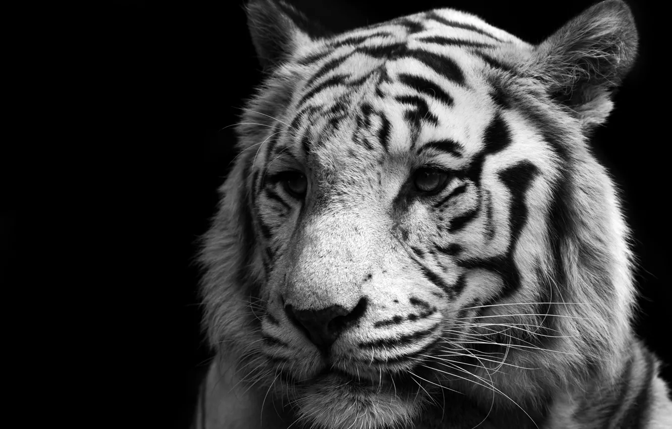 Photo wallpaper Cat, Tiger, White, Predator, Tiger, White