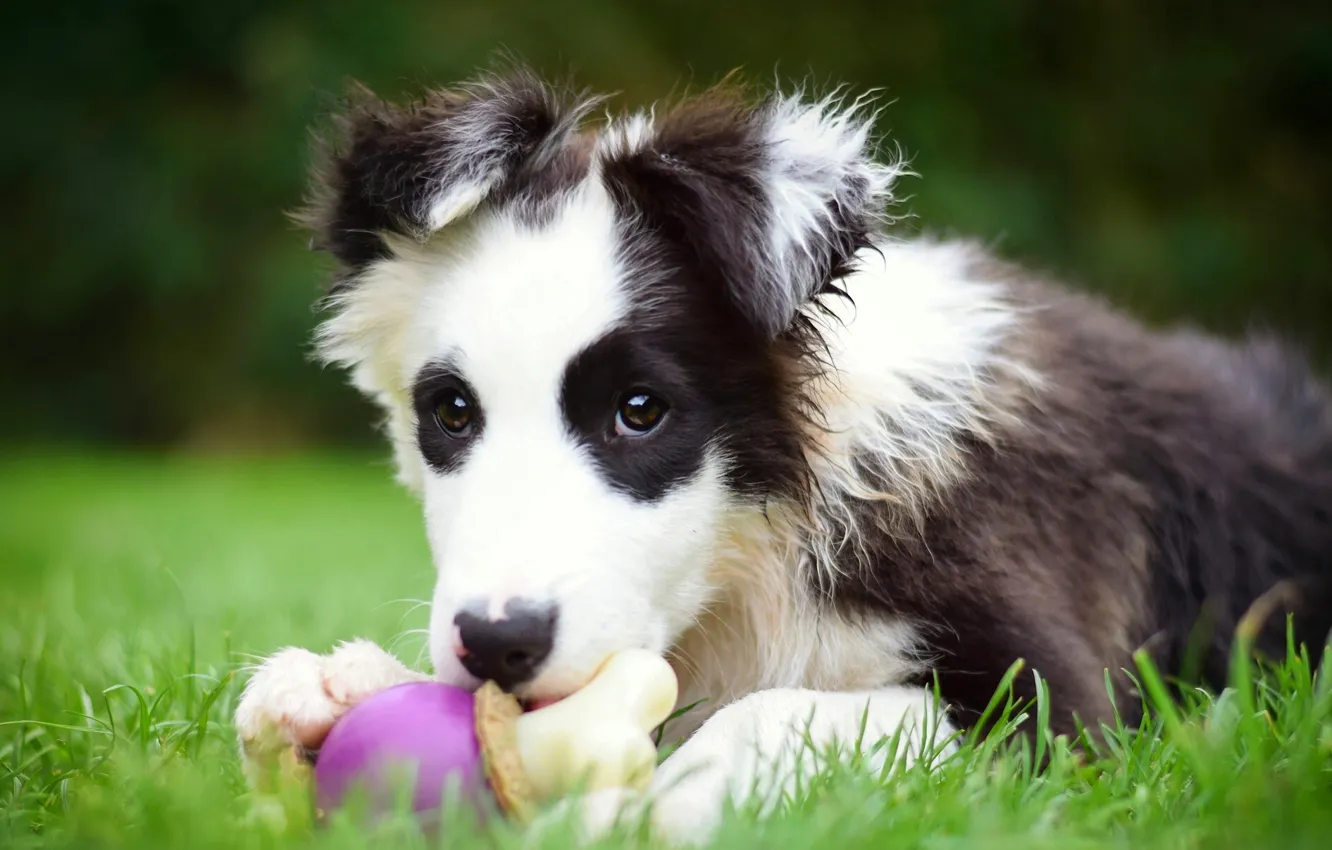 Photo wallpaper toy, dog, puppy, The border collie