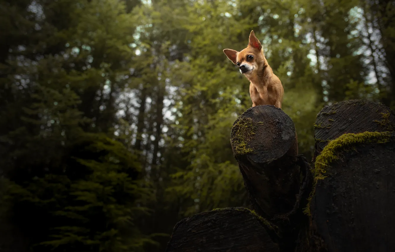 Photo wallpaper forest, log, Chihuahua, doggie, dog