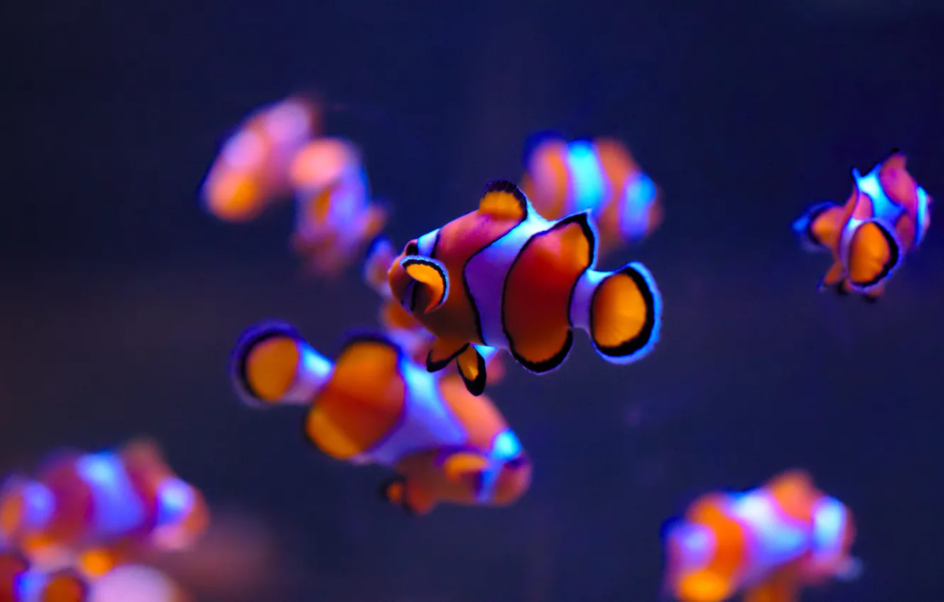 Photo wallpaper fish, aquarium, Clown fish, Clownfish