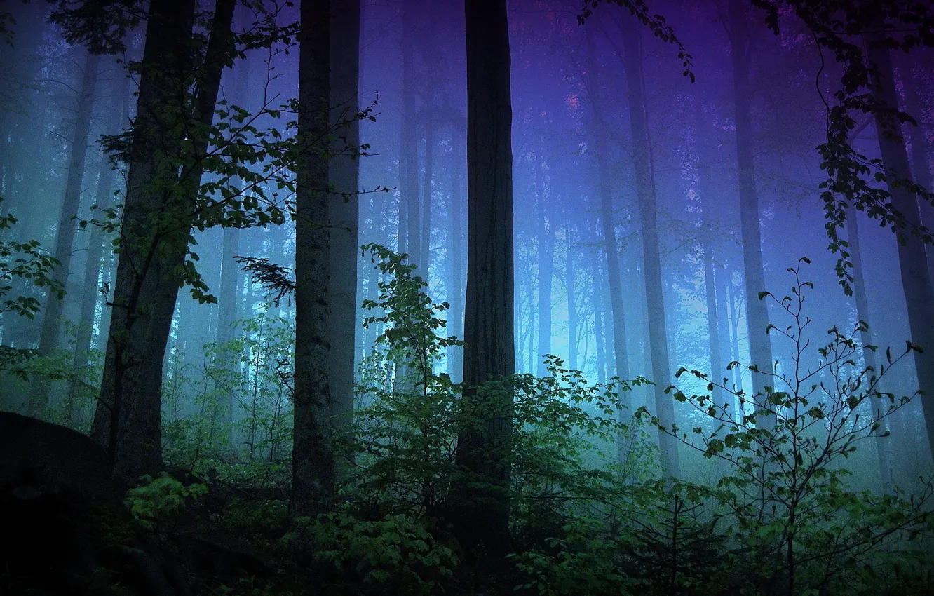 Photo wallpaper lights, dark, forest, trees, blue