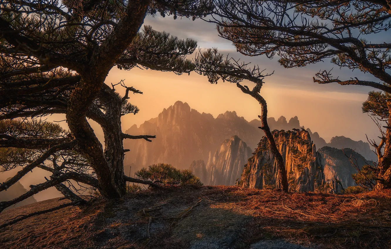 Photo wallpaper trees, mountains, branches, fog, rocks, dawn, morning, pine