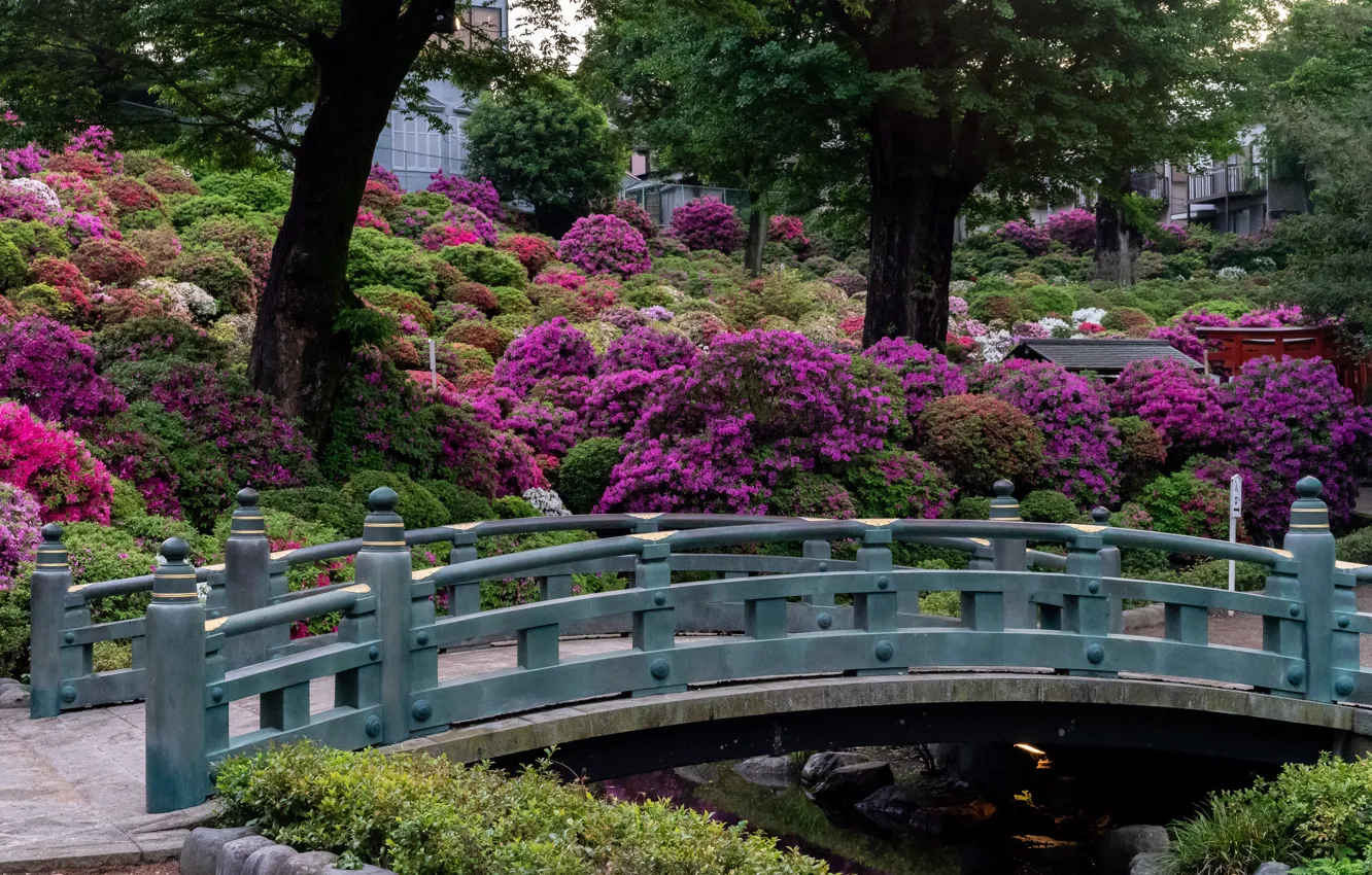 Photo wallpaper trees, flowers, bridge, Park, Japan, garden, Japan, Kyoto