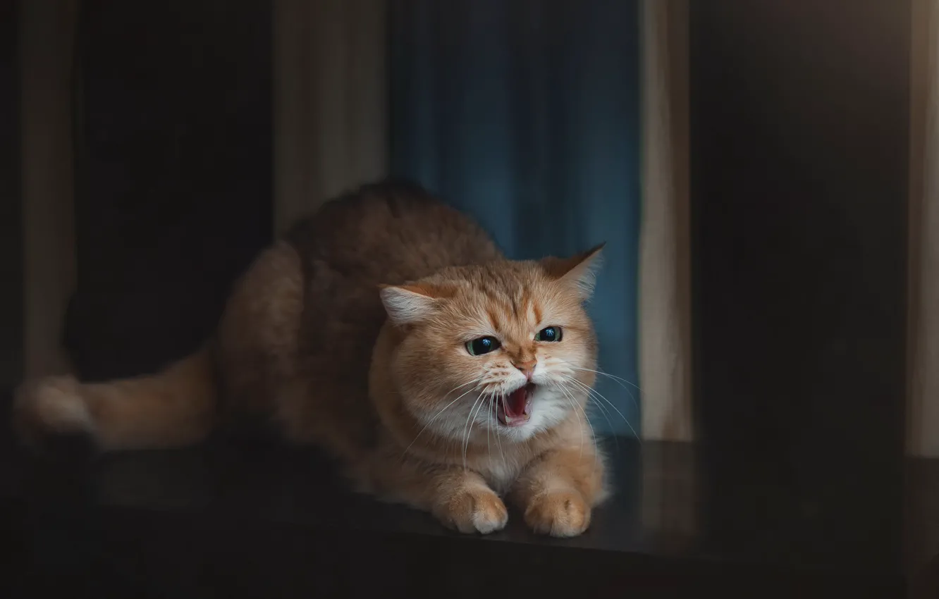 Photo wallpaper cat, background, home