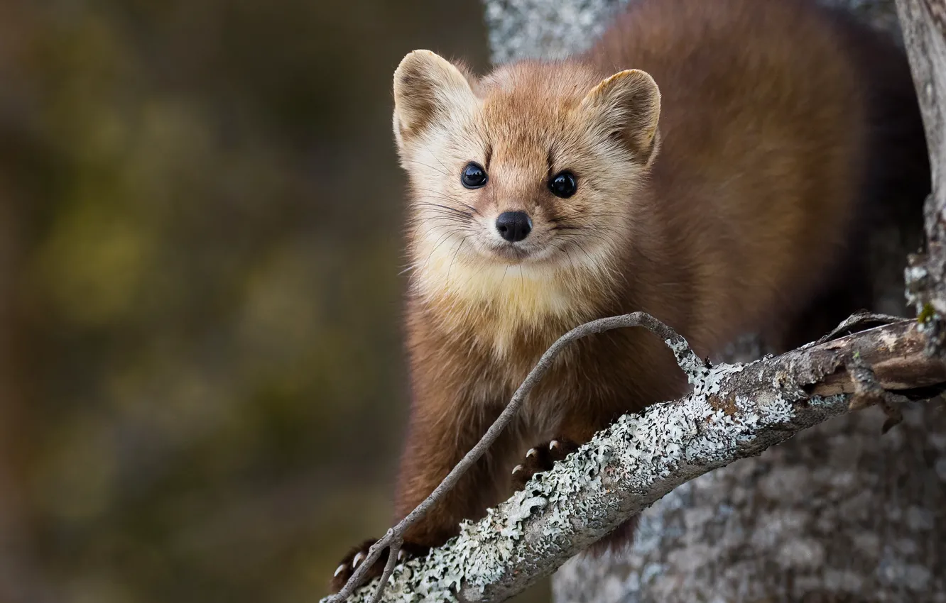 Photo wallpaper look, trees, branches, nature, pose, background, muzzle, trunk
