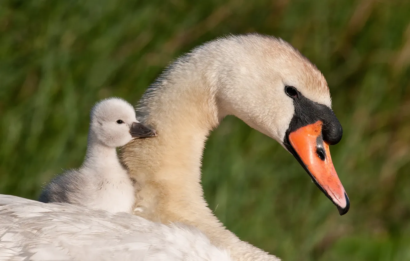 Photo wallpaper bird, rider, swans, Chicks