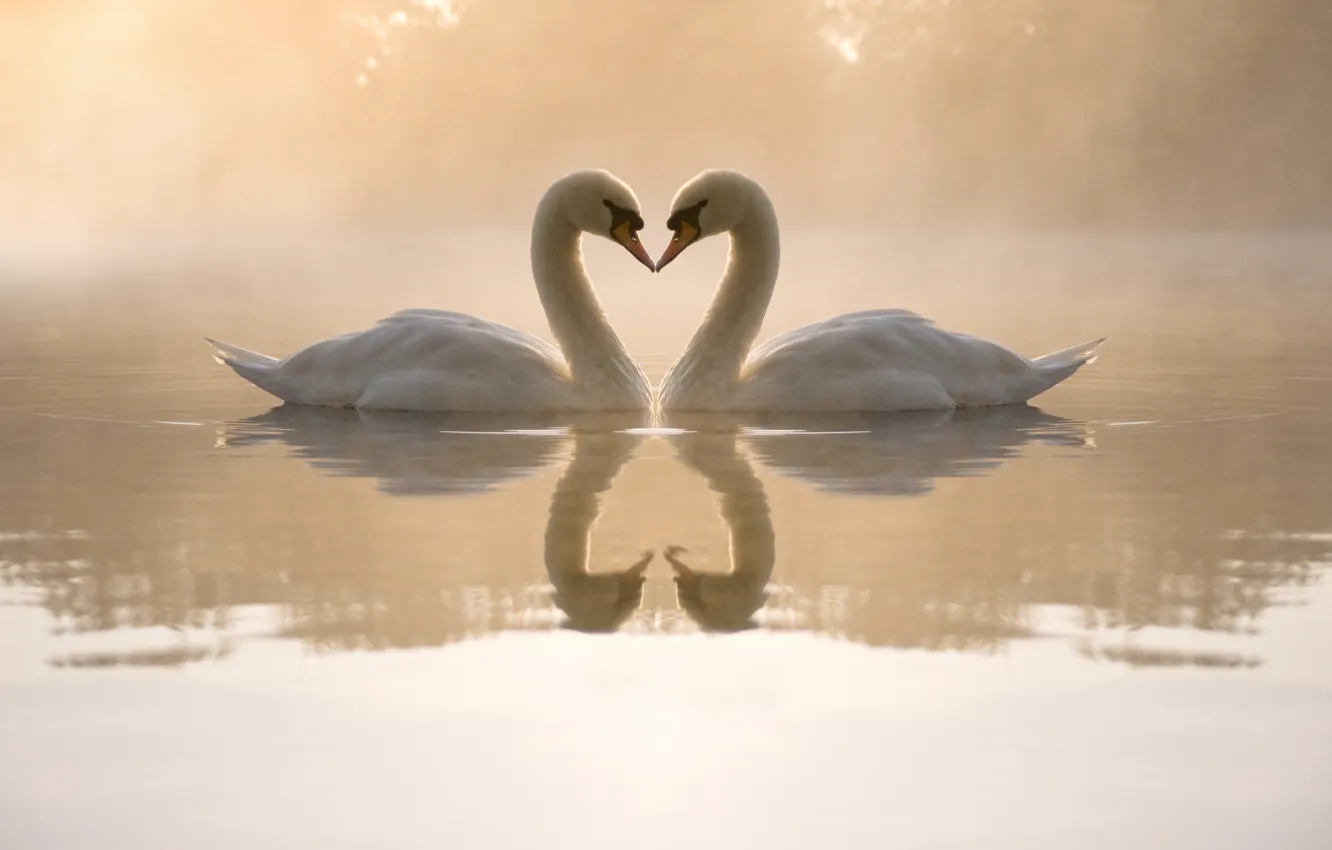 Photo wallpaper water, love, fog, pond, heart, the evening, pair, swans