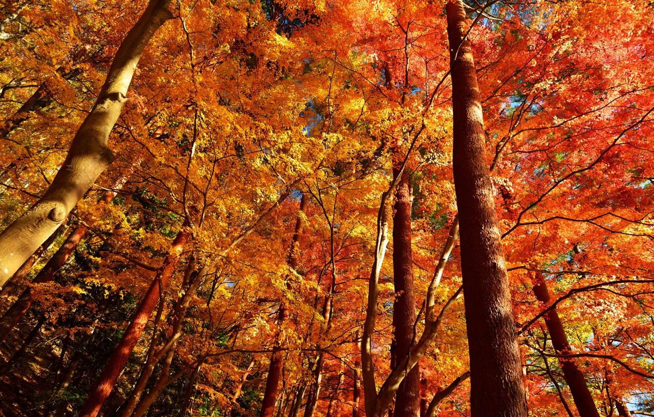 Photo wallpaper autumn, forest, leaves, trees, trunk, crown