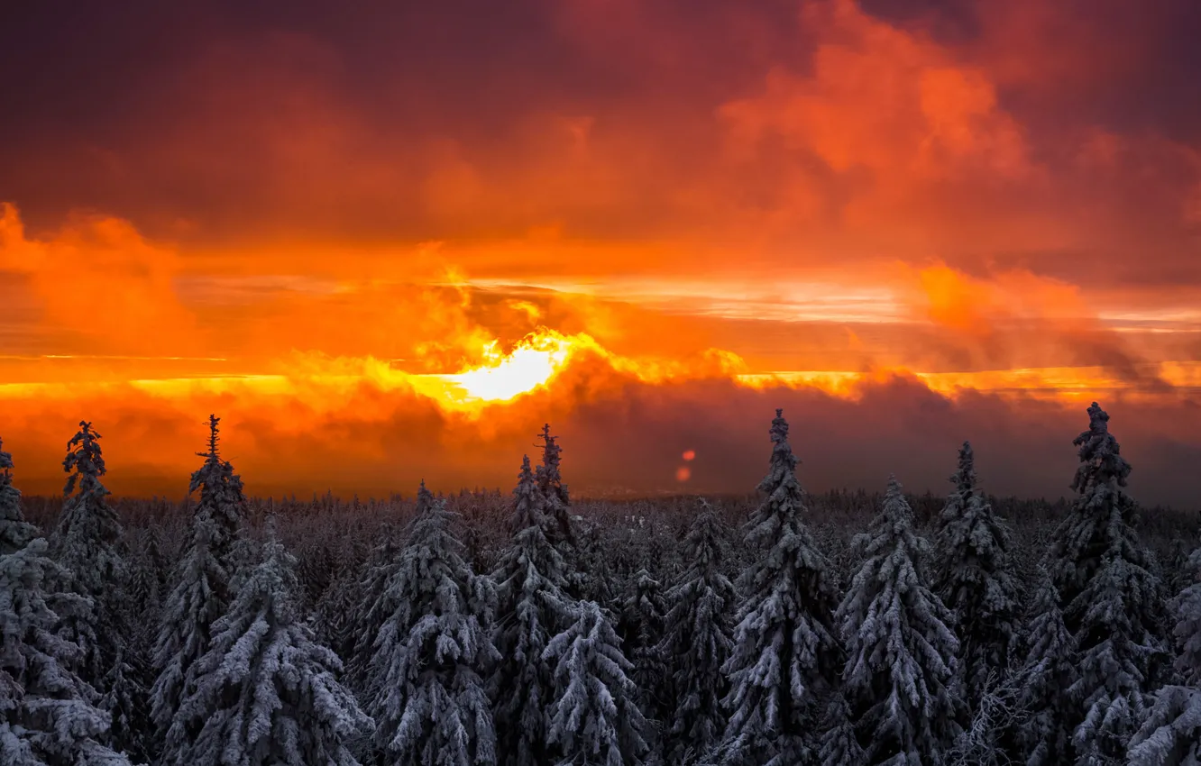 Photo wallpaper winter, forest, snow, sunset, tree, spruce