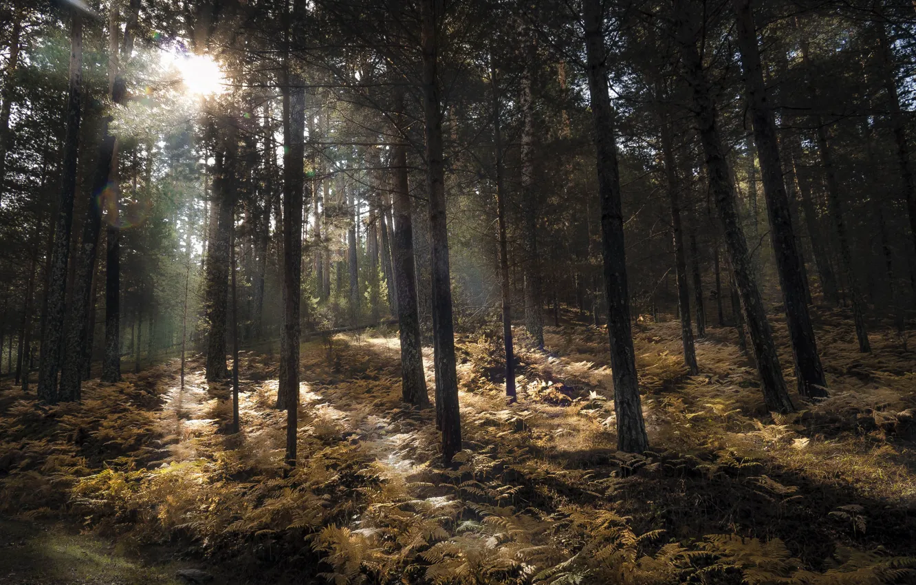 Photo wallpaper autumn, forest, light, nature, fern