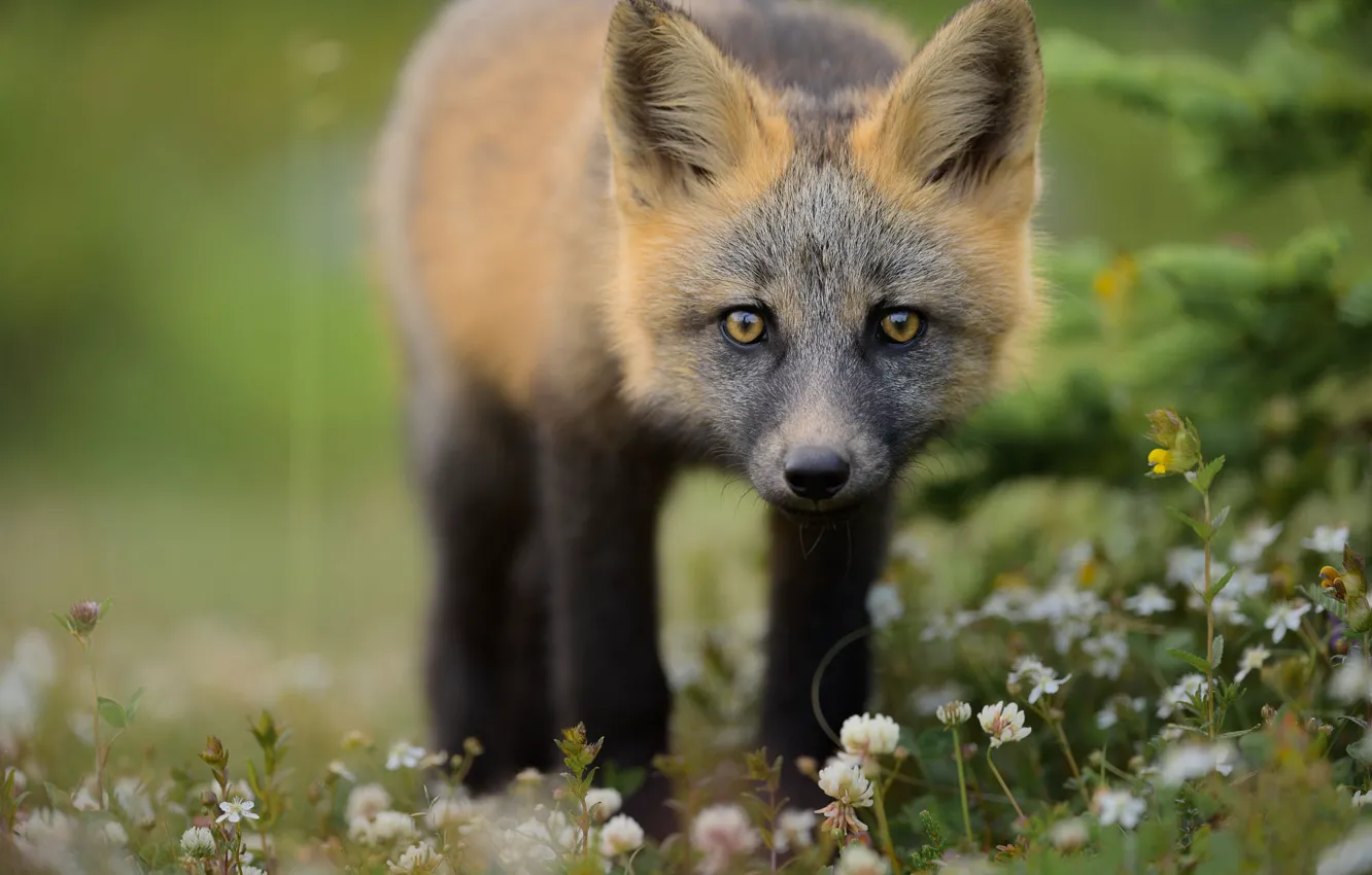 Photo wallpaper flowers, Fox, clover, Fox