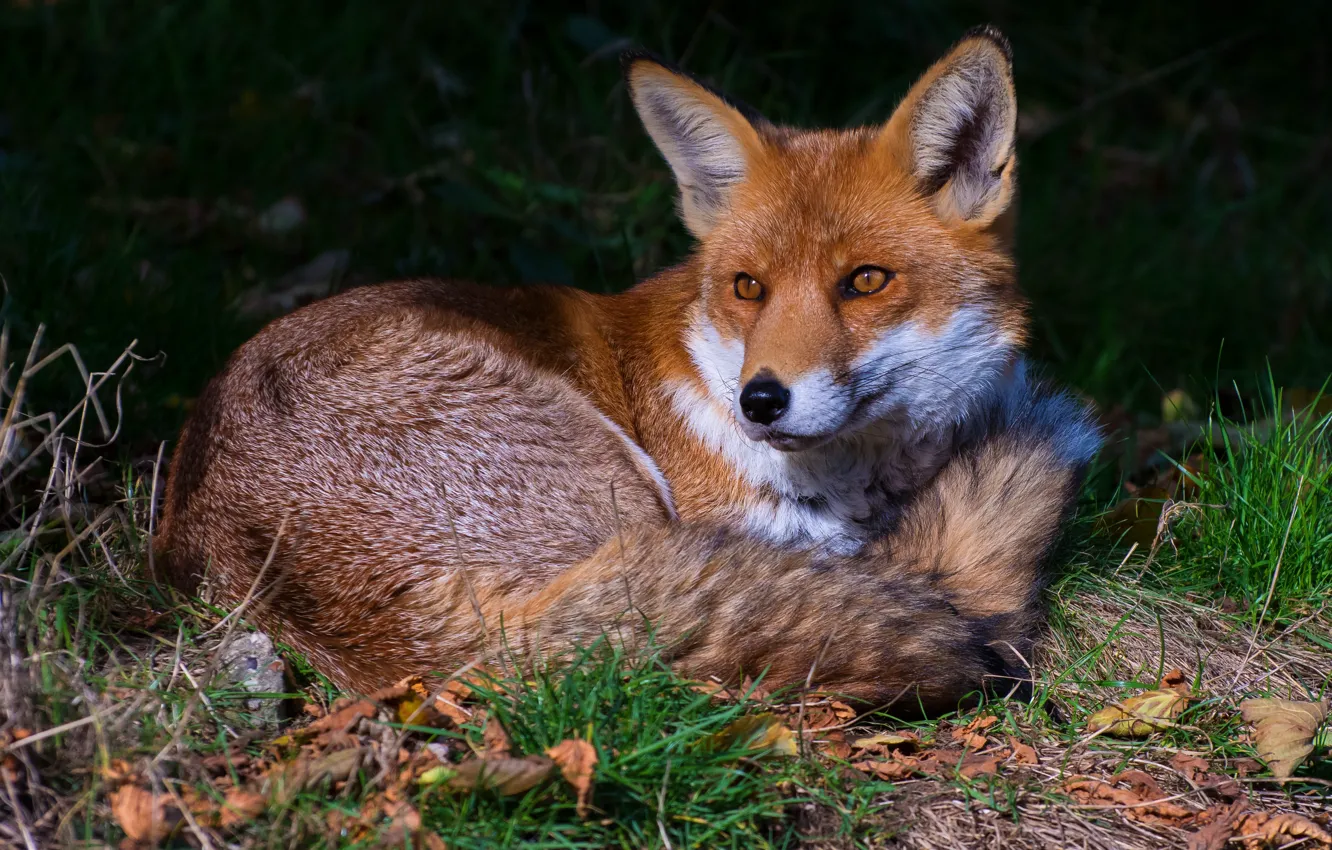 Photo wallpaper grass, leaves, the dark background, Fox, lies, red, Fox