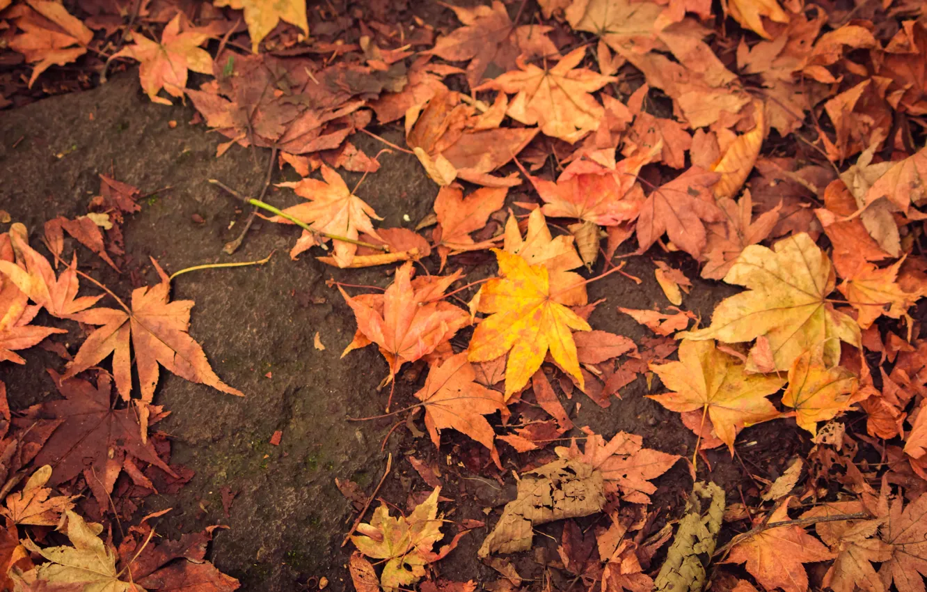 Photo wallpaper autumn, leaves, colorful, maple, autumn, leaves, autumn, maple