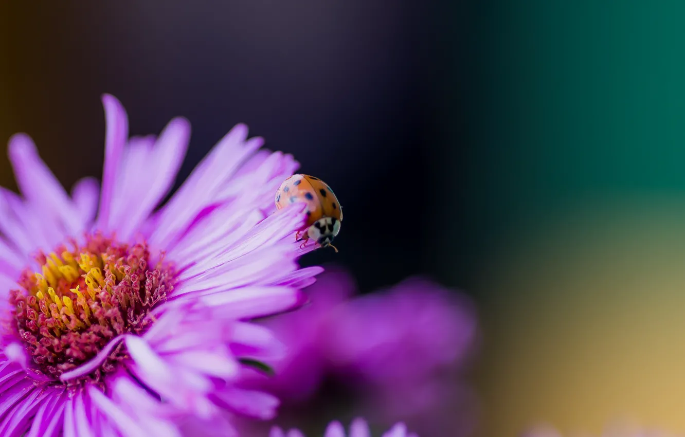 Photo wallpaper autumn, macro, flowers, ladybug