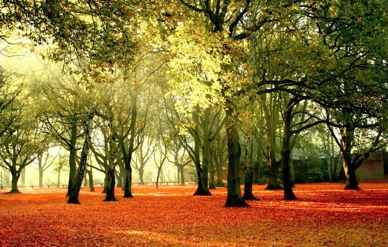 Photo wallpaper autumn, the sky, leaves, rays, trees, landscape, nature, yellow