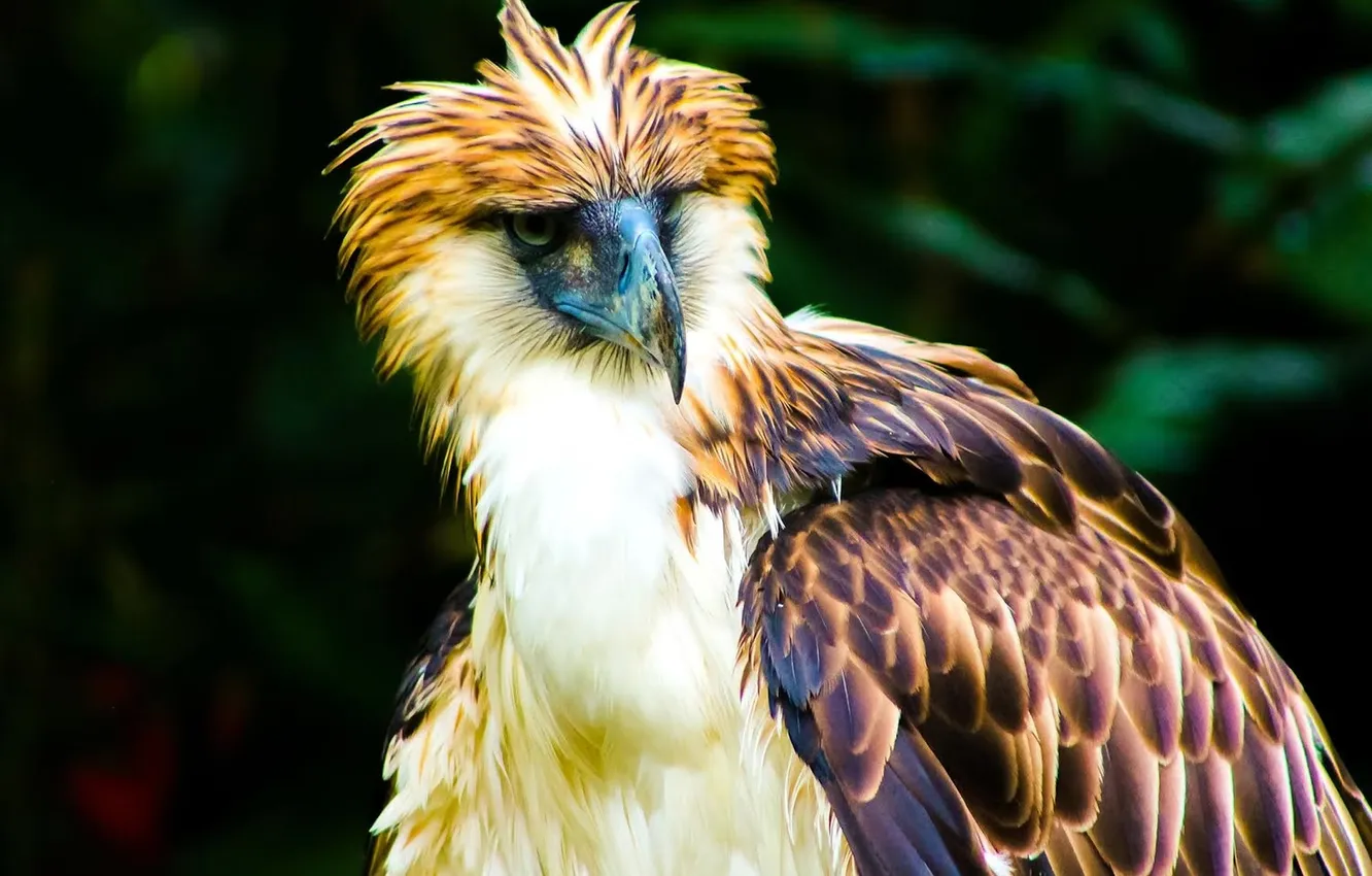 Photo wallpaper Eagle, bird, wildlife, Philippines, Philippine Eagle Center, Davao City