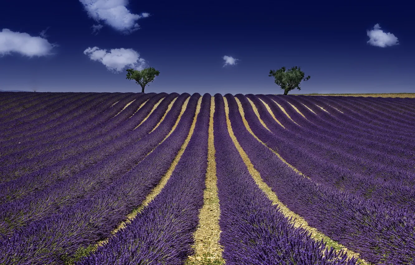 Photo wallpaper field, summer, lavender