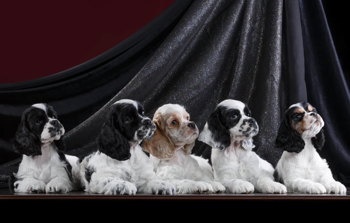 Photo wallpaper puppies, five, Spaniel, quintet