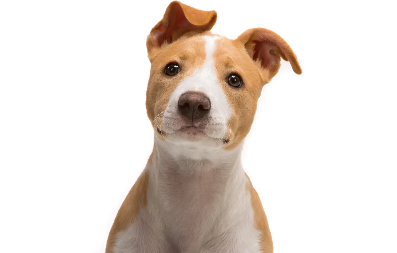 Photo wallpaper look, background, dog