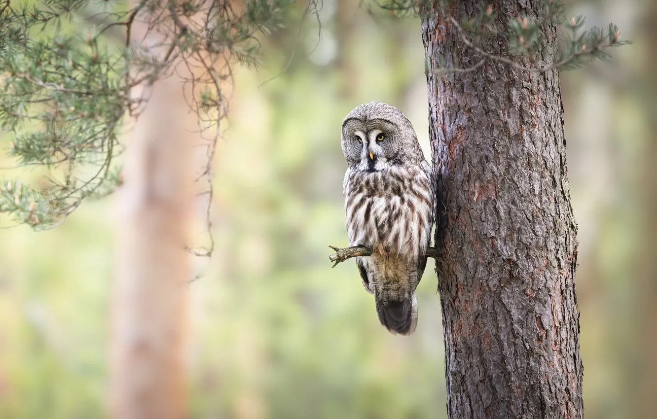 Photo wallpaper trees, branches, owl, bird, trunk, needles, pine, bitches