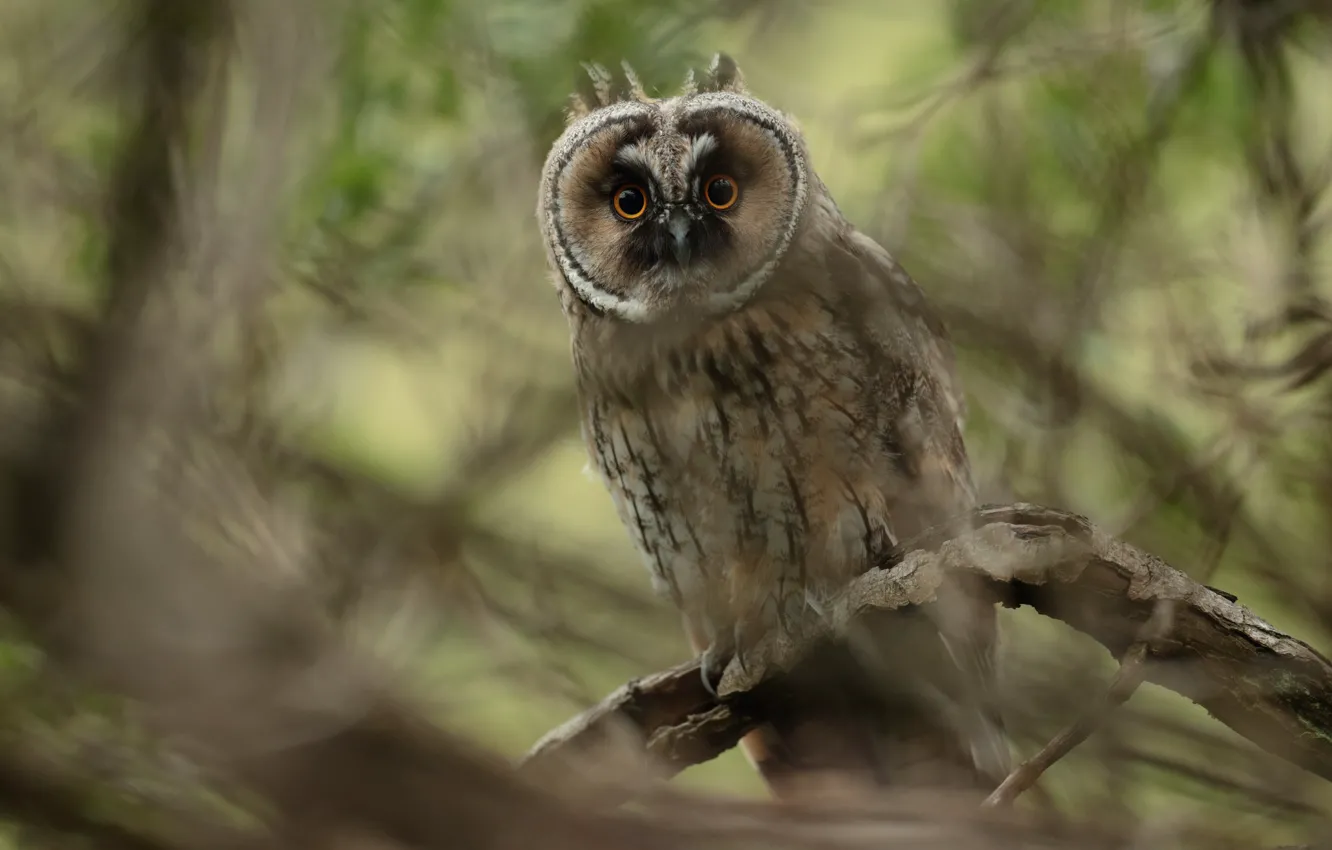 Photo wallpaper look, trees, branches, owl, bird, needles, bokeh, Long-eared owl