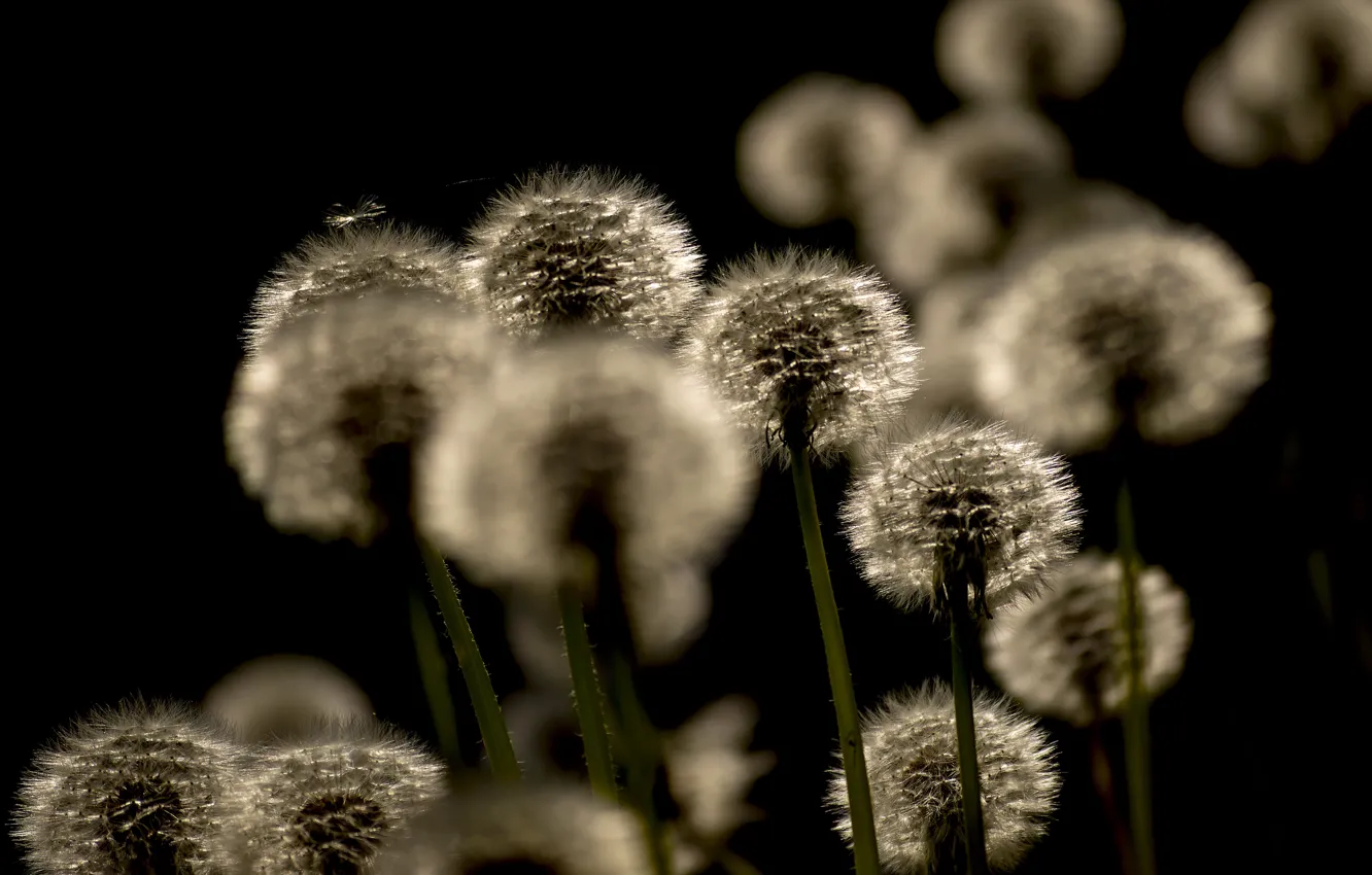 Photo wallpaper light, flowers, dandelion, bouquet, fluff, black background