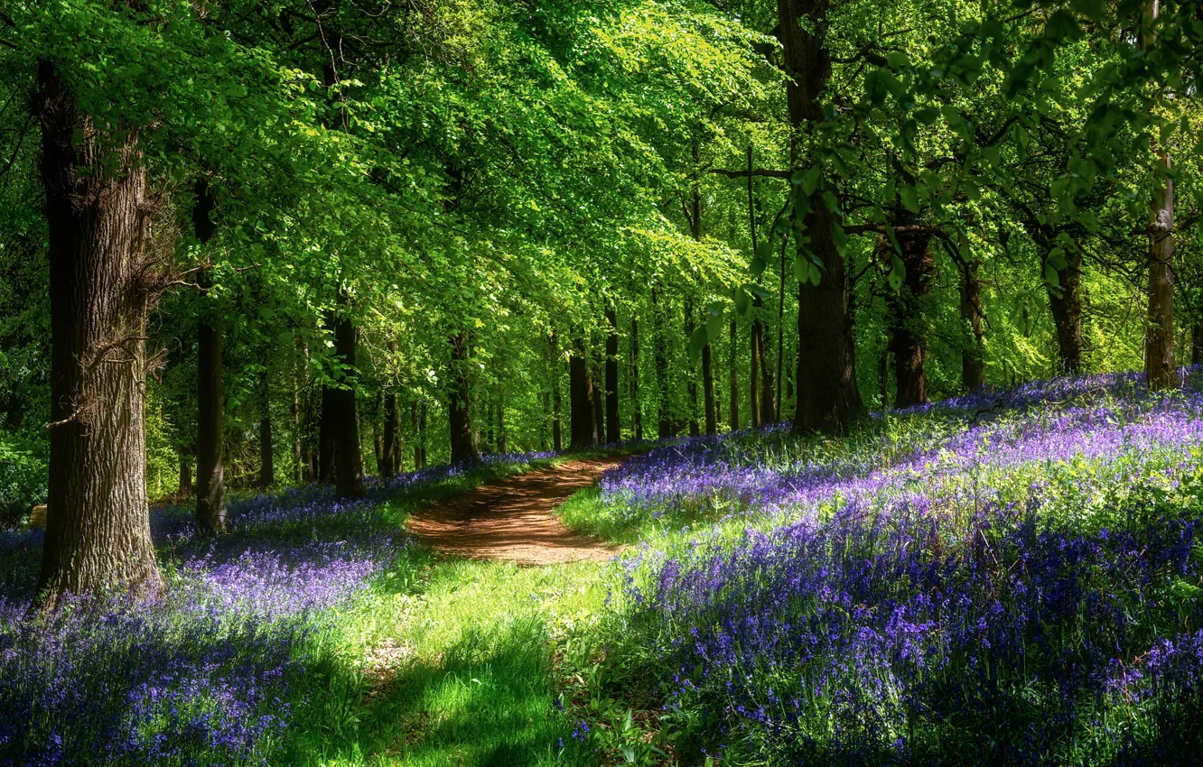 Photo wallpaper forest, the sun, flowers, spring, path