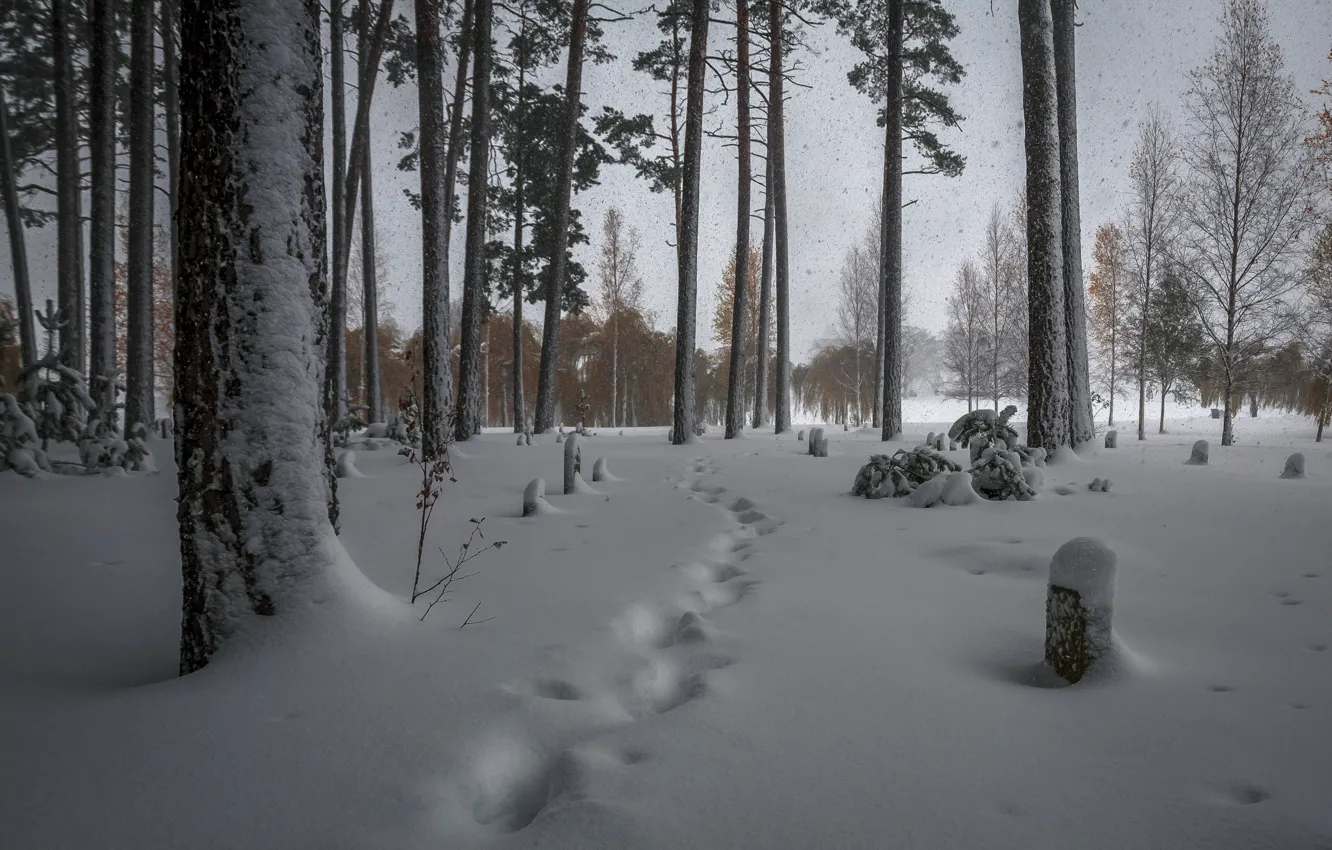 Photo wallpaper winter, forest, snow