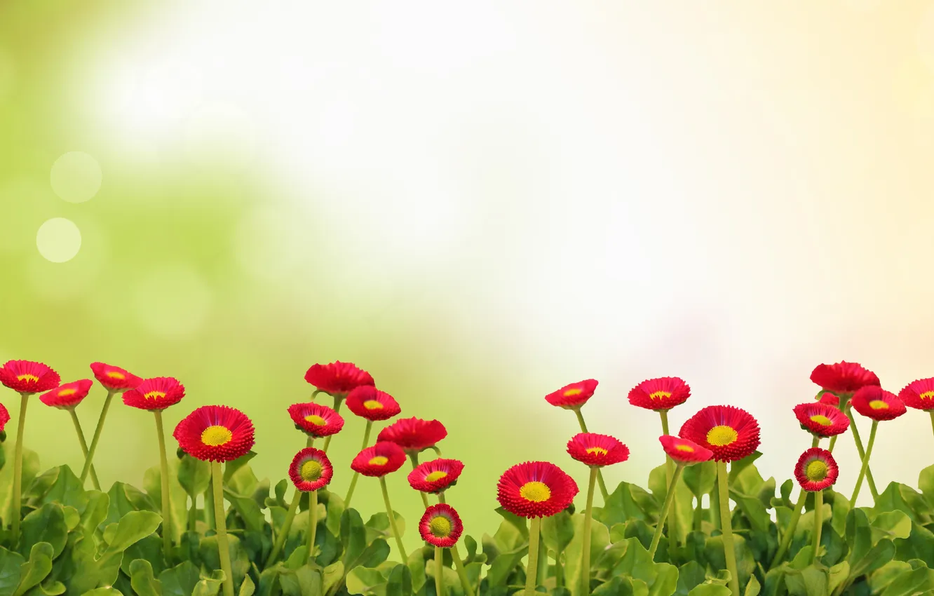 Photo wallpaper flowers, flowers, daisies, Daisy