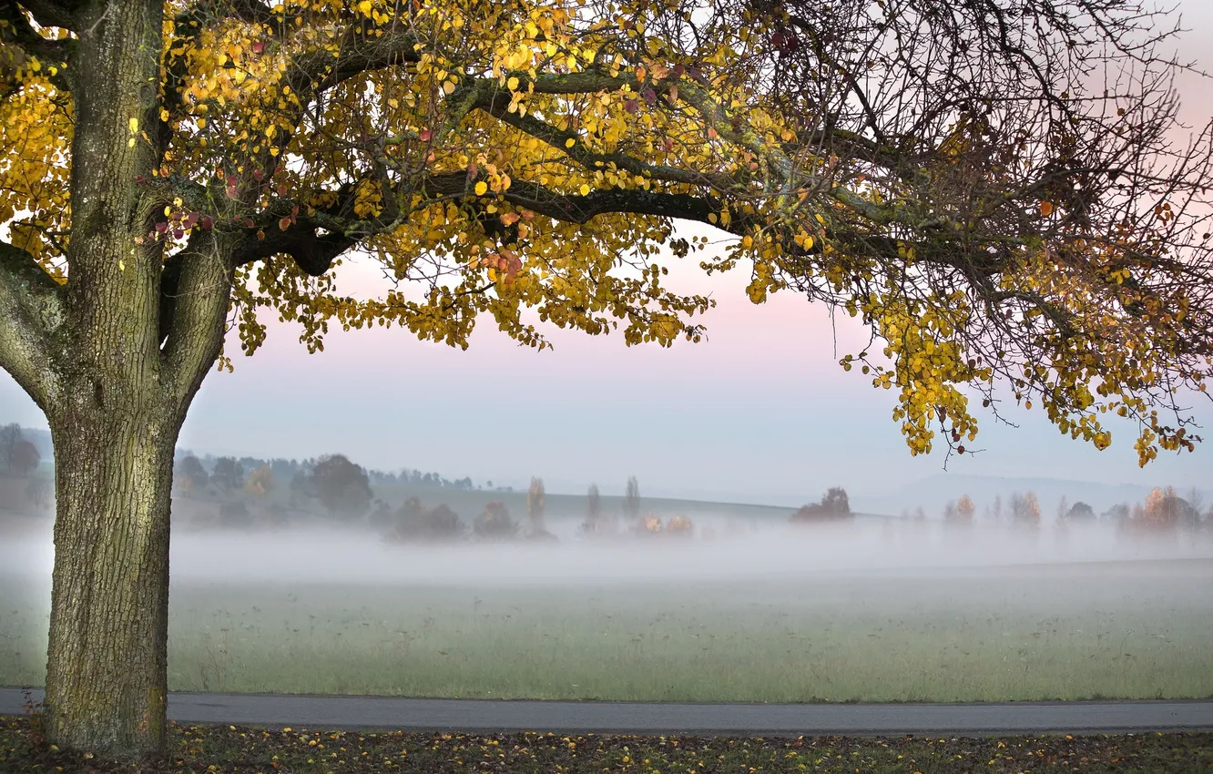 Photo wallpaper road, autumn, fog, tree
