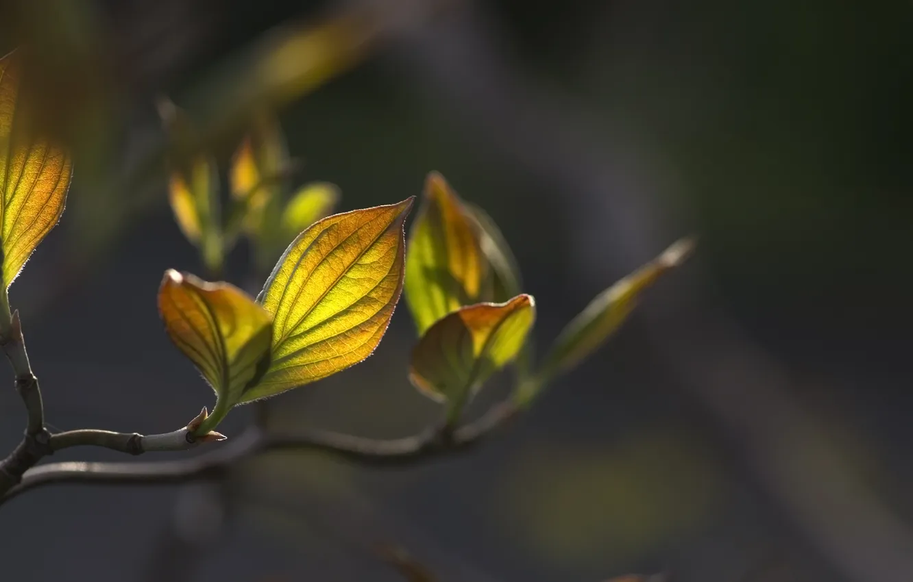 Photo wallpaper leaves, macro, branches, nature, plant