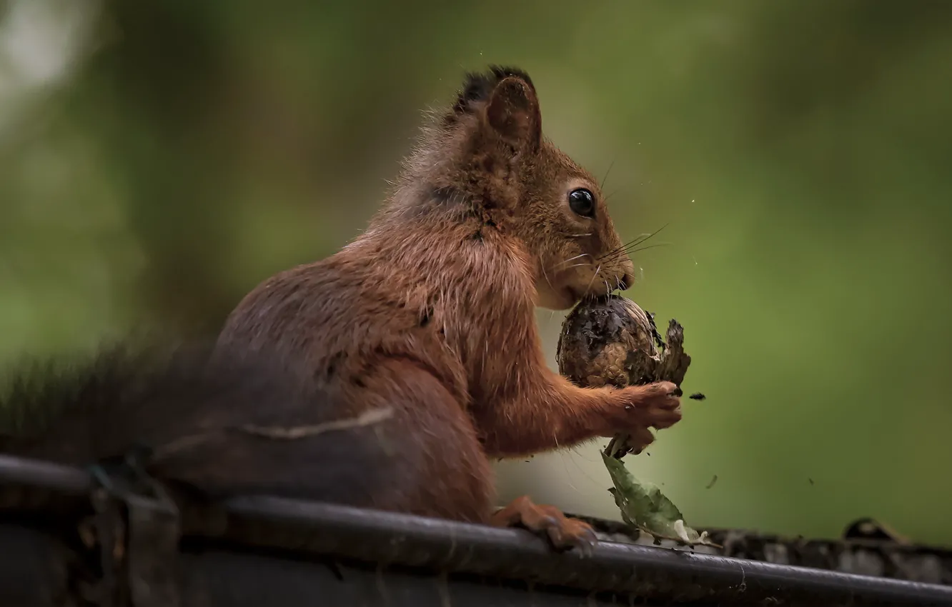 Photo wallpaper nature, protein, nuts