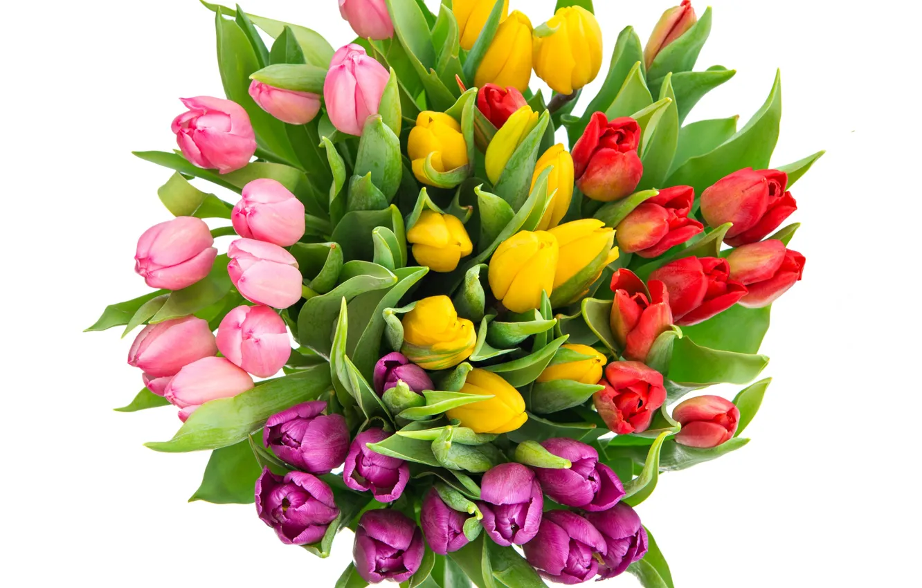 Photo wallpaper red, colorful, tulips, red, pink, colorful, pink, beautiful